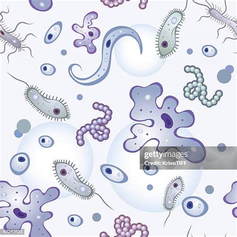 430 Entamoeba Histolytica High Res Illustrations Getty Images