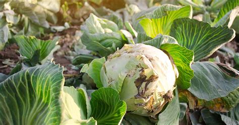 Identify, Prevent, and Treat Common Cabbage Diseases | Gardener’s Path