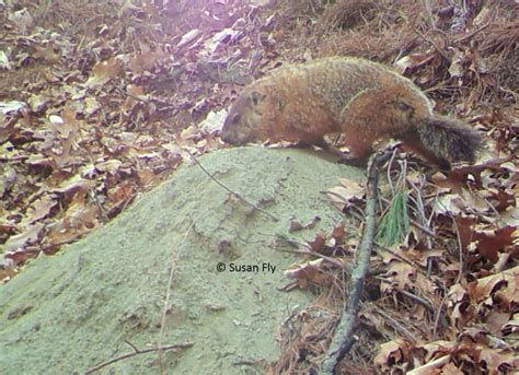 Groundhogs at Burrow - Winterberry Wildlife