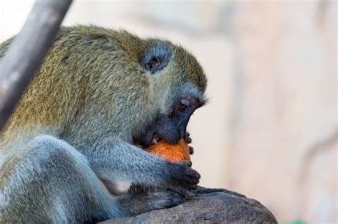 Premium Photo | Baboon eating fruits in nature