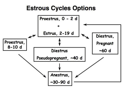 Dog And Cat Reproduction