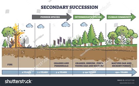 Sucesi N Secundaria Images Stock Photos D Objects Vectors