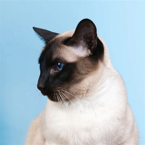 Siamese cat with blue eyes — Stock Photo © VladAli #5248101