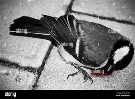 La Muerte De Aves Aves Luto Dolor Asesinato Cruel Muerte Sangre