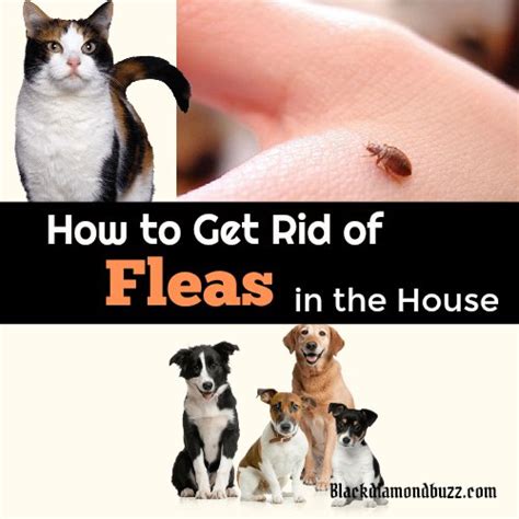 How To Get Rid Of Fleas Fast In The Home On Dogs And Cats Naturally