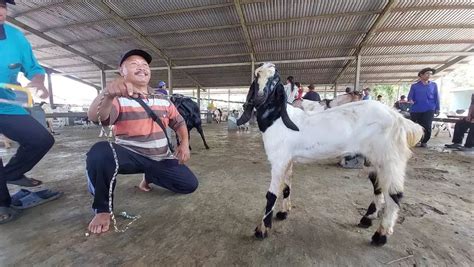 Jelang Iduladha Harga Kambing Di Tangerang Naik Rp