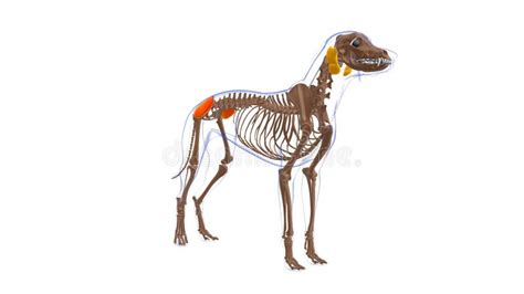 Gluteus Medius Muskel Hund Muskelanatomie Für Das Medizinische Konzept