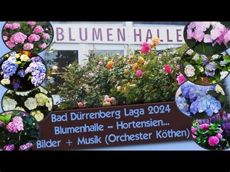 Bad Dürrenberg Laga 2024 Blumenhalle Hortensien Bilder Musik