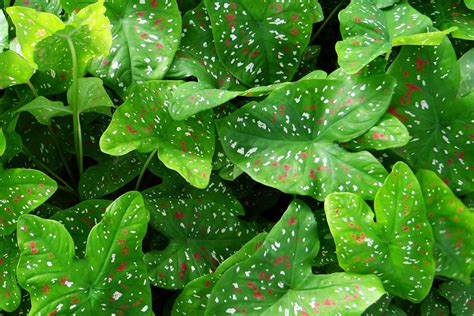 Free Images Dew Leaf Flower Green Botany Aquatic Plant Flora