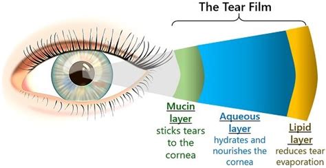 Facts About Tears Tears Layers Types And Functions Biology Reader