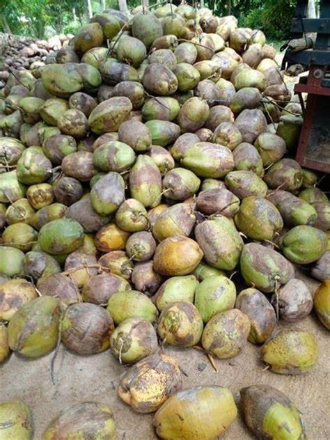 A Grade Solid Fully Husked Matured Coconuts Packaging Size 20 Kg