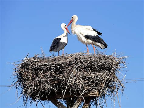 Nesting Habits: How Birds Build, Choose, and Defend Their… | Birdfact