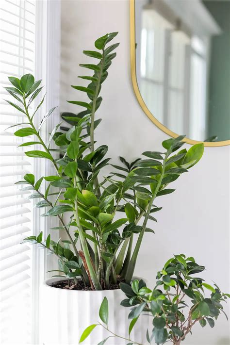 Top 10 low maintenance houseplants | home sweet apartment