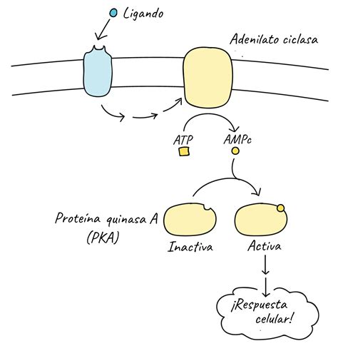 Señalización celular Mind Map