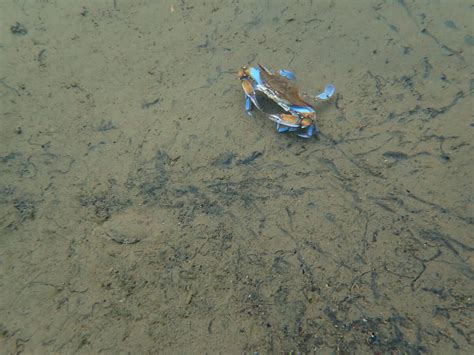 Snorkeling in Salt Springs, Ocala National Forest | Snorkeling Florida