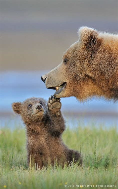 Brown bear facts top 10 – Artofit