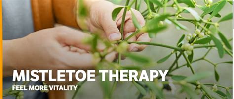 Human Trials Of Mistletoe Therapy