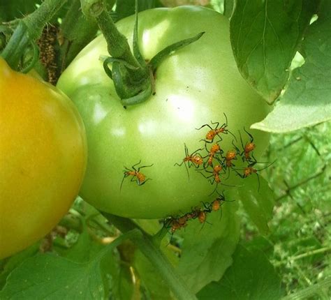 Nymphs Of Leaf Footed Bugs Cause Tomato Fruit To Have Yellow Spots When