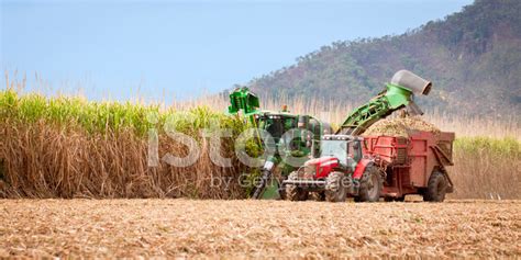 Sugar Cane Harvest Stock Photo | Royalty-Free | FreeImages