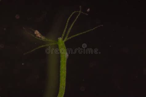 Hydra Under the Microscope for Education. Stock Image - Image of magnification, hydrozoa: 125921397