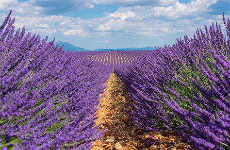 The Ultimate Guide To Growing French Lavender