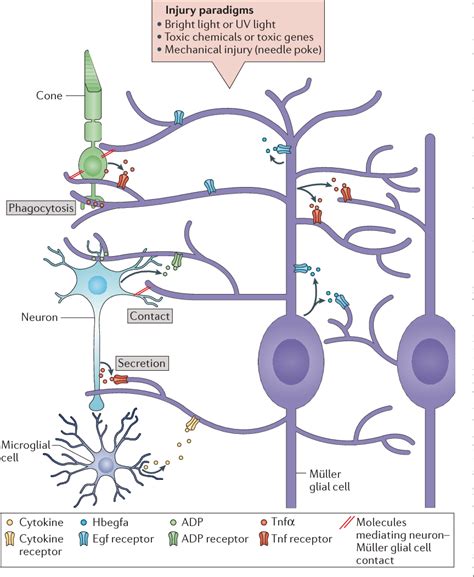 Müller glial cell reprogramming and retina regeneration Semantic Scholar