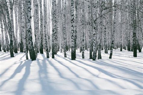 Birch forest in the snow stock image. Image of panorama - 118356119