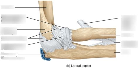 Kin Exam Diagram Elbow Joint Lateral Diagram Quizlet