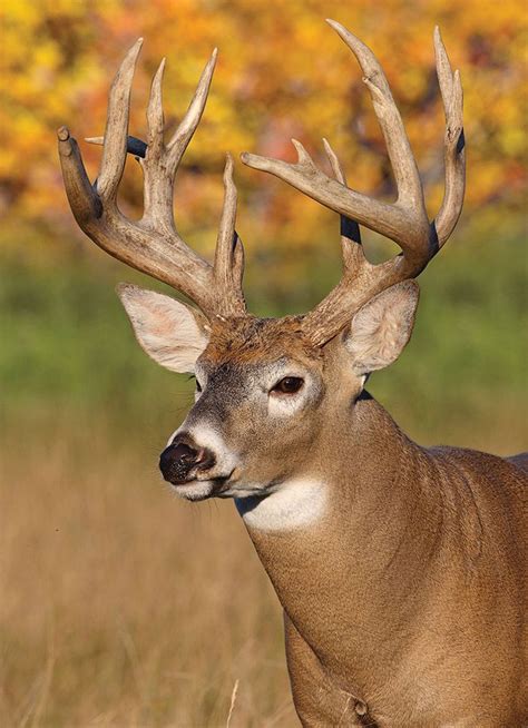 89 best Whitetail Bucks images on Pinterest | Deer, Wild animals and ...