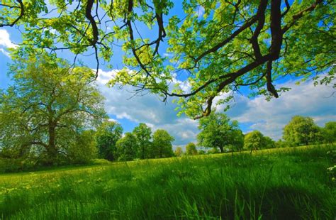 Field Grass Summer Trees Nature Spring Wallpapers Hd Desktop And Mobile Backgrounds