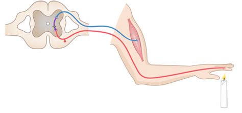 Diagram Of Reflex Arc Quizlet