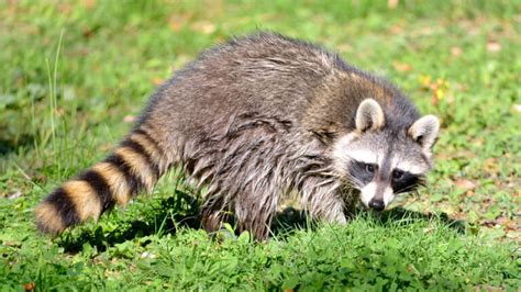 Raccoon Poop (Identification Guide With Photos) – RidMyCritters.com