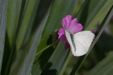 La Pieride Du Chou Pieris Brassicae M Le Jacques Rivi Re Flickr