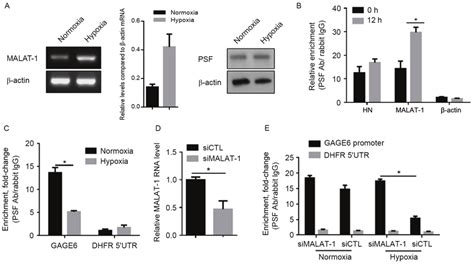 Hypoxia Exposure Promotes The Interaction Between MALAT 1 And PSF And