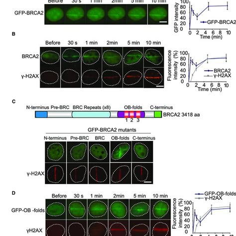 The OB Folds Mediate The Fast Recruitment Of BRCA2 To DNA Lesions