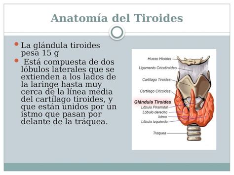 Pptx Anatomia De La Boca Dokumen Tips Hot Sex Picture