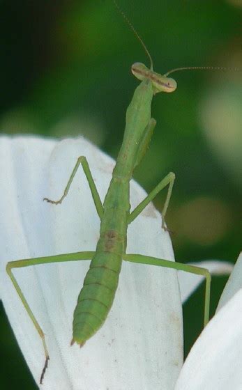 Carolina Mantis Nymph Stagmomantis Carolina Bugguidenet