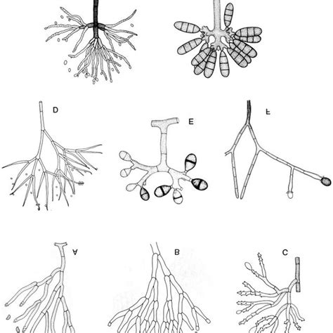 Thallic Arthric Conidial Chains That Are Derived From Branching Hyphal