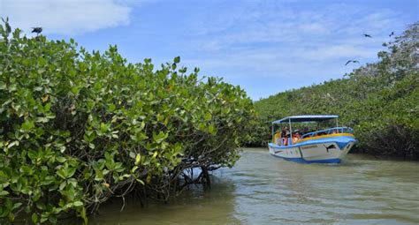 Los Manglares De Tumbes Explora Este Para So Al Norte Del Pa S Vamos