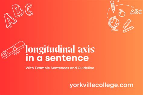 How To Use Longitudinal Axis In a Sentence? Easy Examples