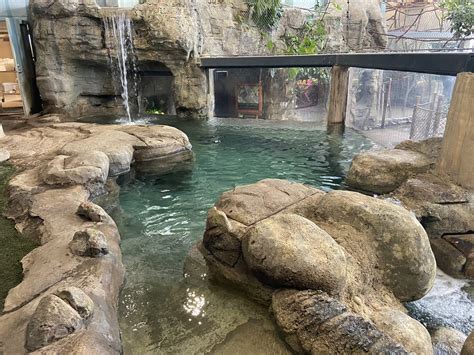 Giant Otter Habitat - Inside View - ZooChat