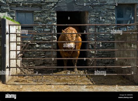 Bull in pen on farm, licking his chops Stock Photo - Alamy