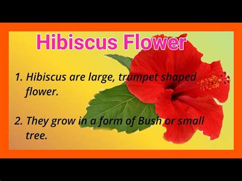 Lines On Hibiscus Flower In Hindi Best Flower Site