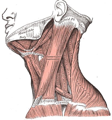 Esplenio: anatomía, funciones y lesiones