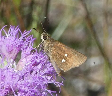 Twin Spot Skipper From Florida Hernando Chassahowitzka Wildlife And