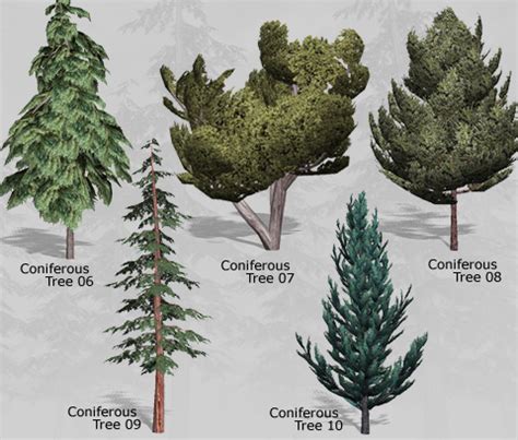 Coniferous Trees 2