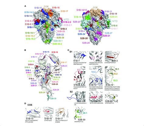 Surface Representation And Locations Of The B Cell Epitopes On The