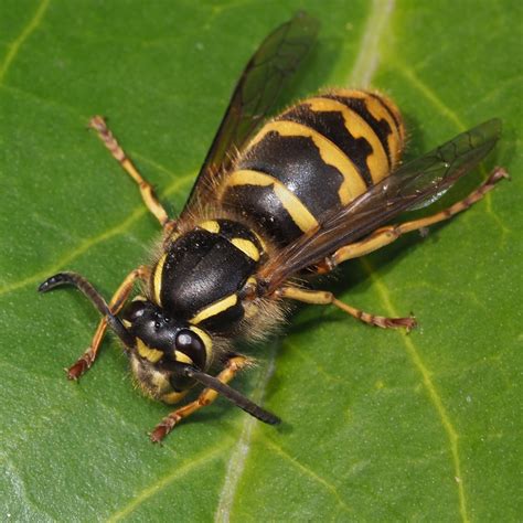 Avispa N Invertebrados Del Mass S Del Montseny Naturalista Mexico