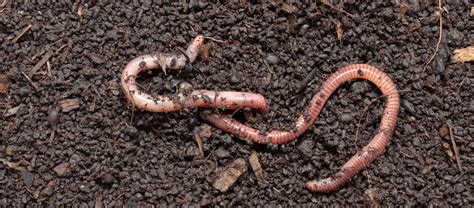 Get to Know Lawn Worms: Identification and Curious Details