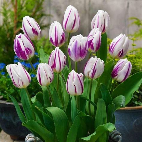 Тюльпан Flaming flag (Фламинг Флаг)🌷 - купить луковицы и клубни в ...